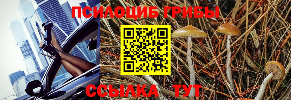 Псилоцибиновые грибы Cubensis Ревда